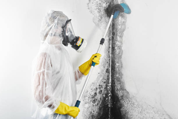 Best Airborne Mold Testing  in Independence, LA