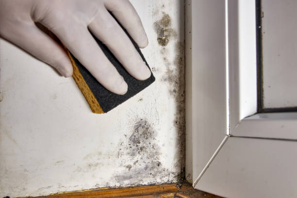 Best Post-Construction Mold Inspection  in Independence, LA